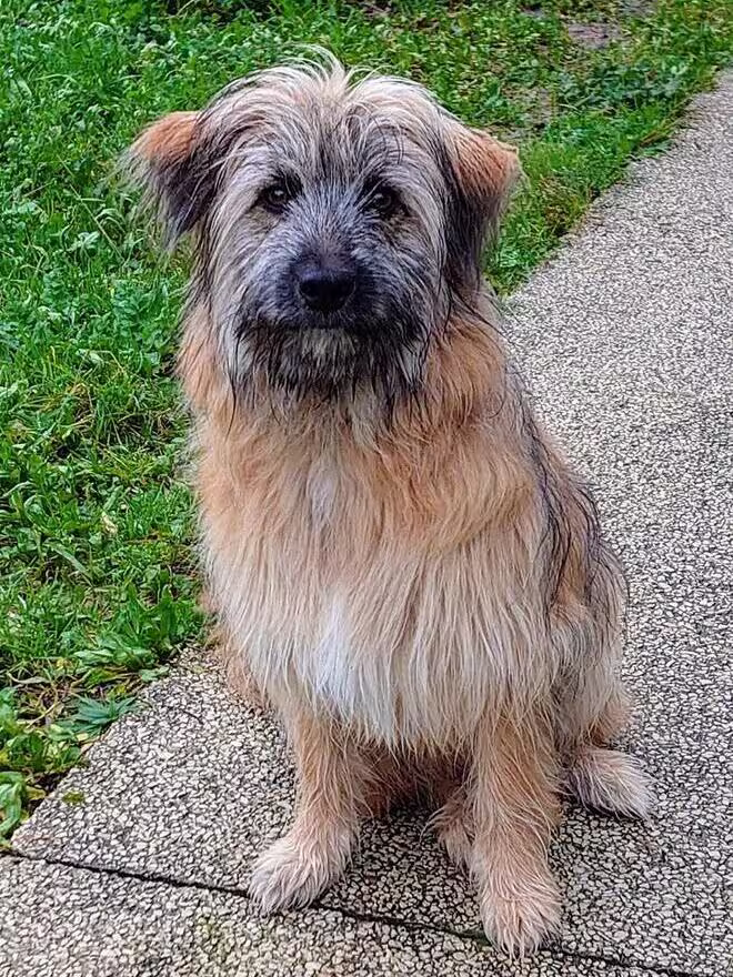 Askan, chien de Patrick