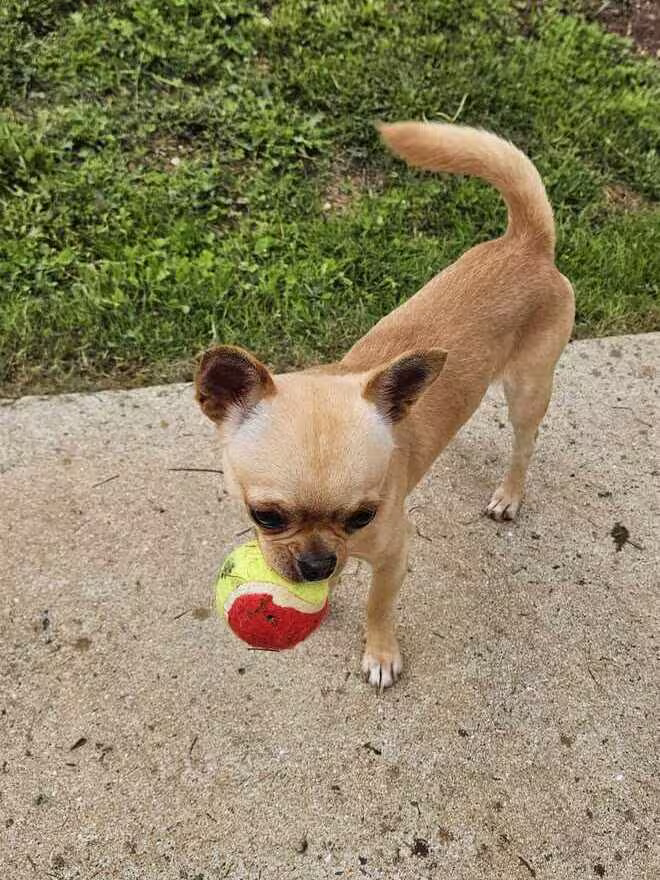 Atchoum, chien de Sandrine