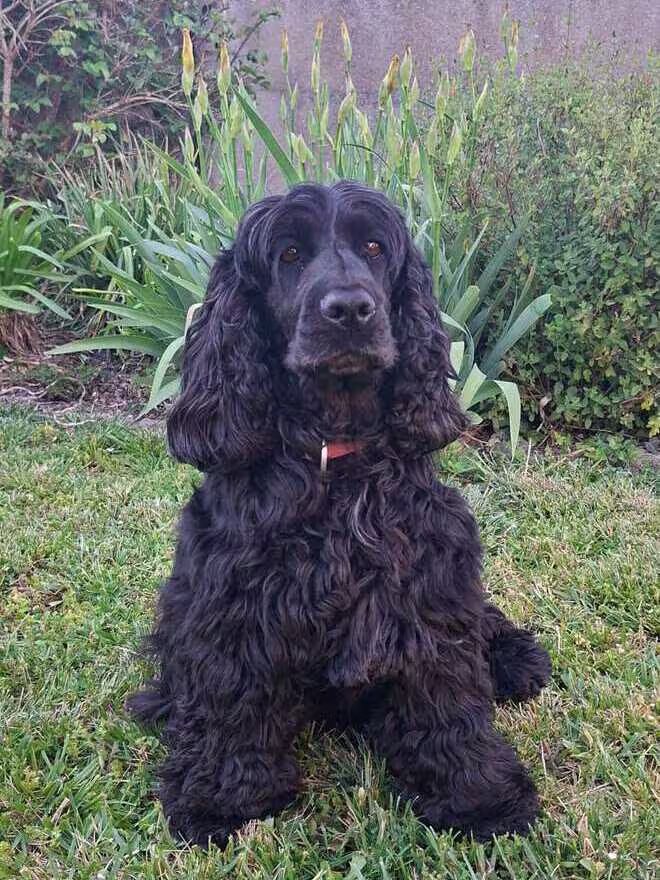 Simone, chienne d'Angélique