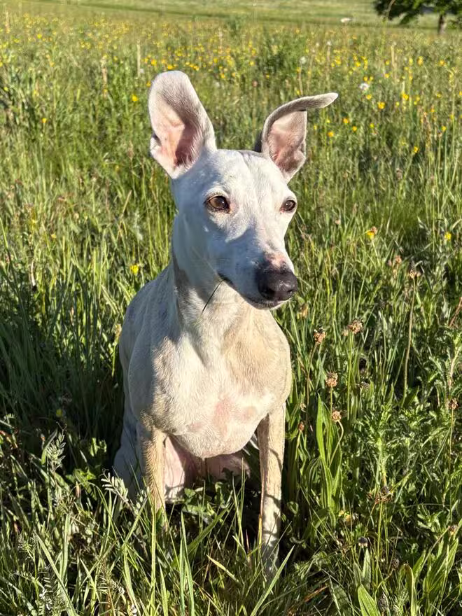 Sirène, chienne d'Élisabeth