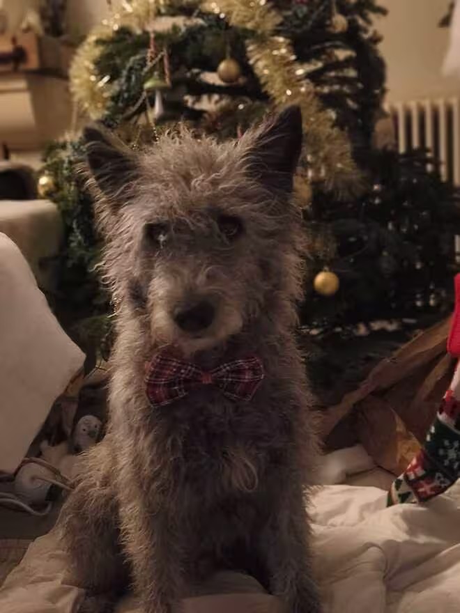 Vadim, chien de Berengere